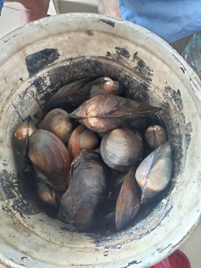 河蚌