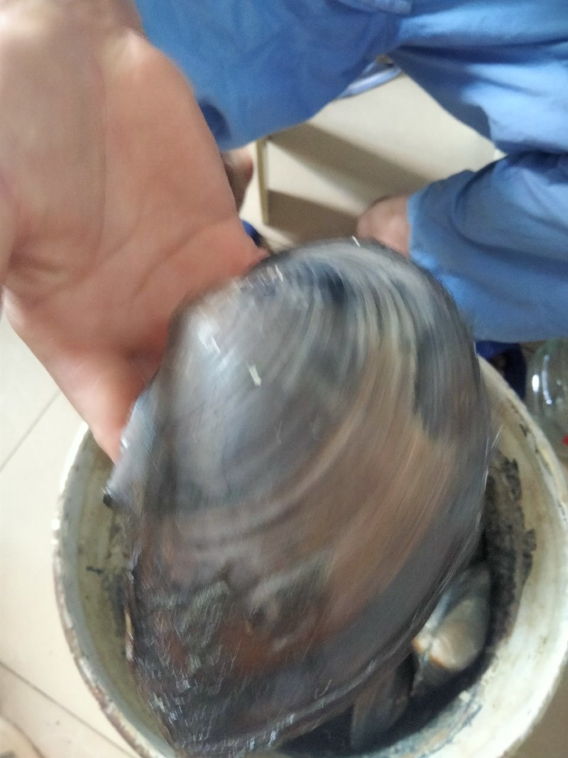 河蚌