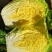 坝上黄心大白菜3-5斤玲珑黄黄心大白菜