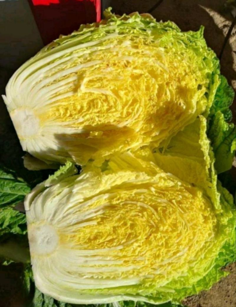 坝上黄心大白菜3-5斤玲珑黄黄心大白菜