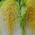 坝上黄心大白菜3-5斤玲珑黄黄心大白菜