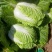 坝上黄心大白菜3-5斤玲珑黄黄心大白菜