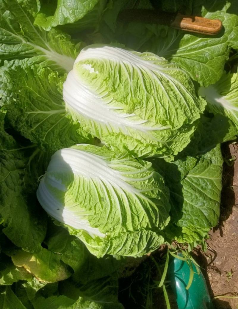 坝上黄心大白菜3-5斤玲珑黄黄心大白菜
