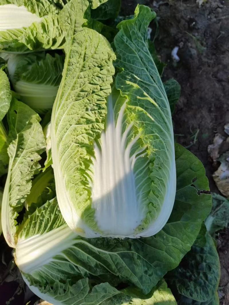 坝上黄心大白菜3-5斤玲珑黄黄心大白菜