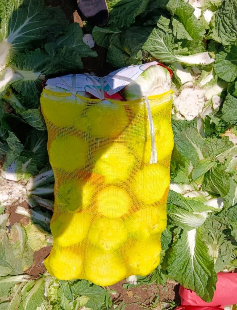 坝上黄心大白菜3-5斤玲珑黄黄心大白菜