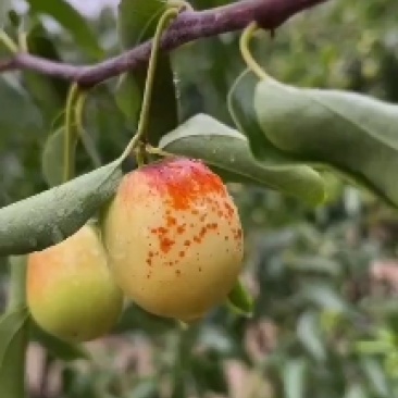 大荔冬枣