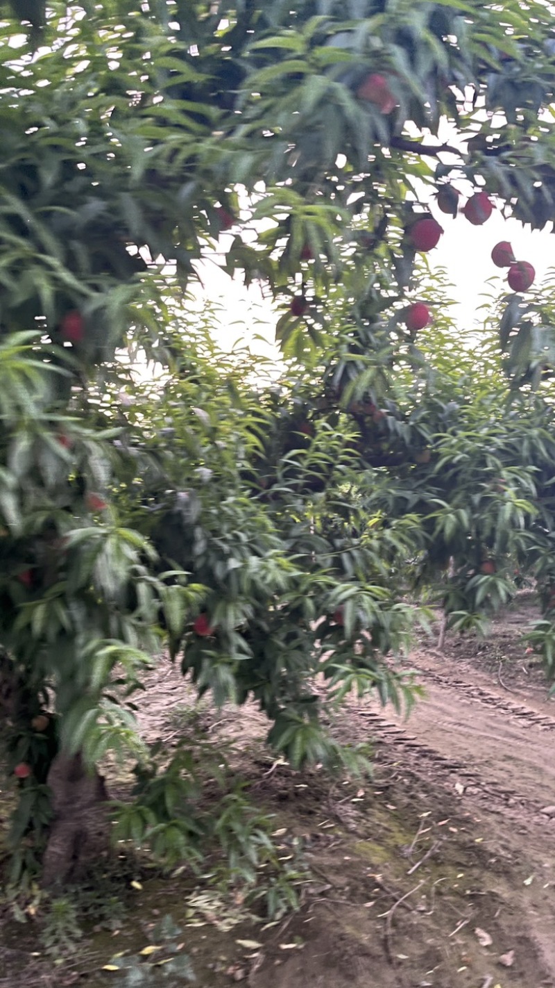 毛桃水蜜桃春蜜毛2毛3