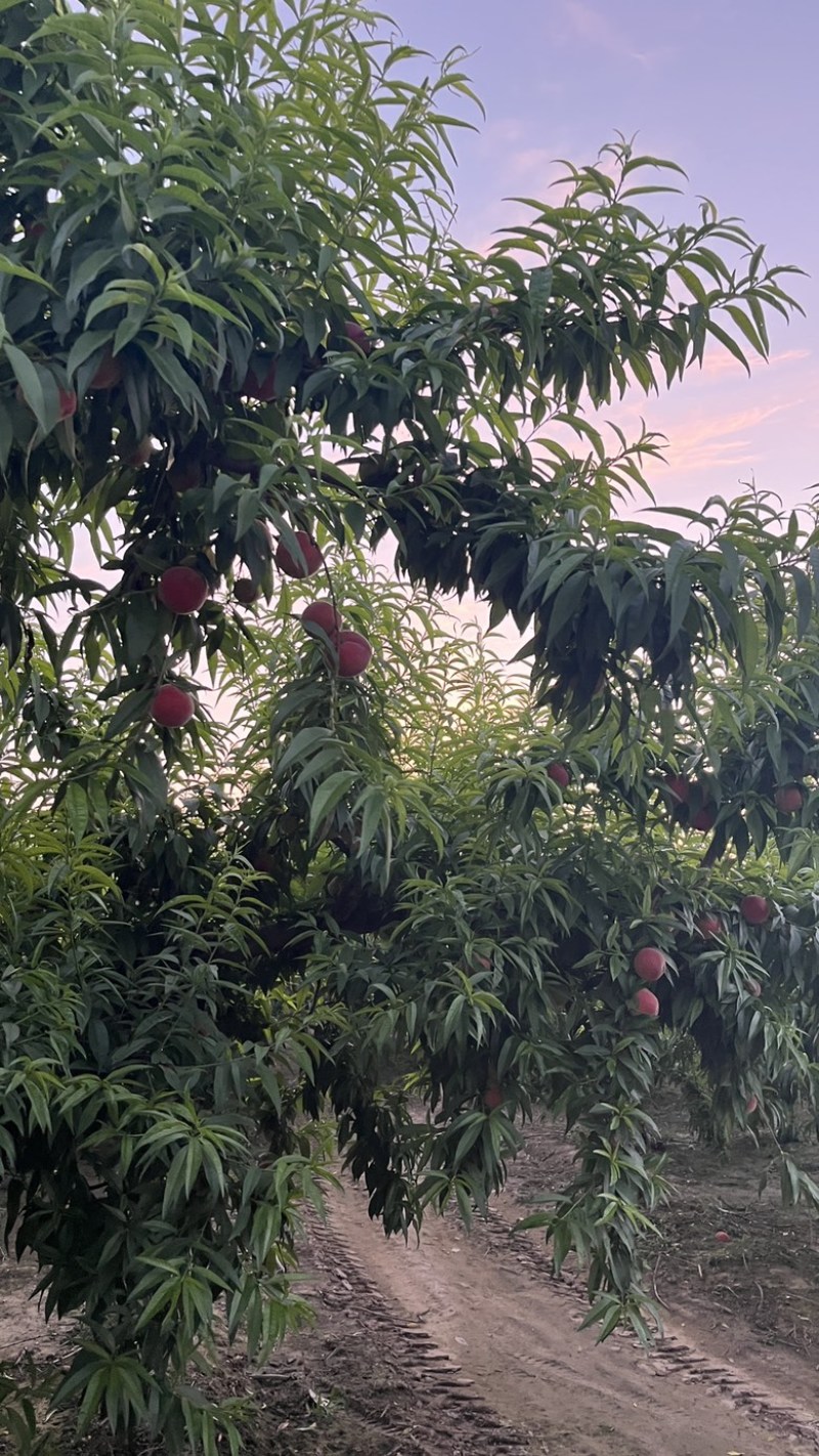 毛桃水蜜桃春蜜毛2毛3