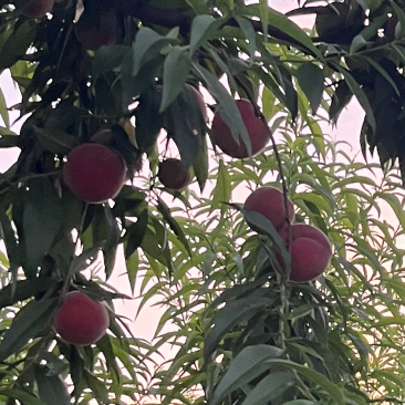 毛桃水蜜桃春蜜毛2毛3