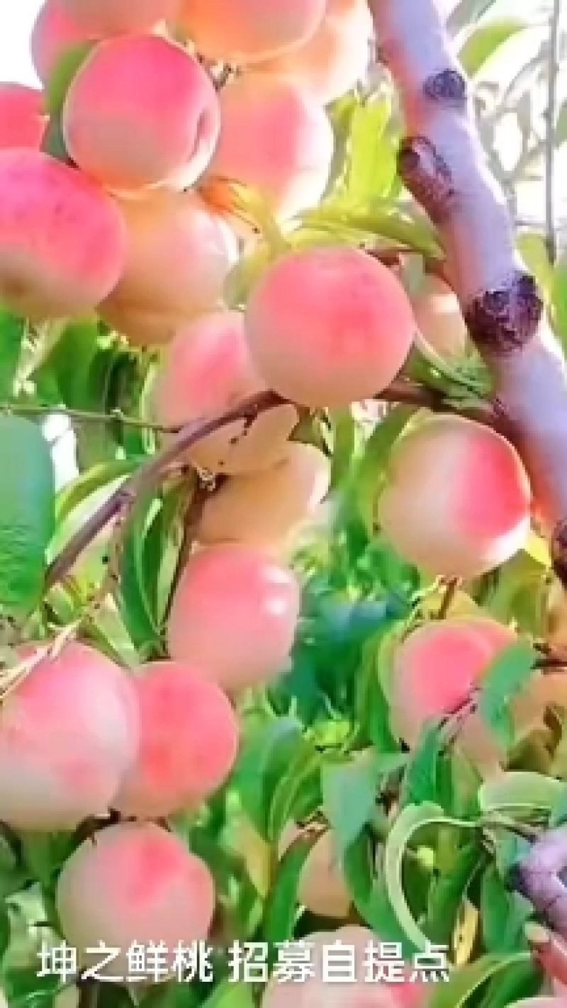 水蜜桃基地