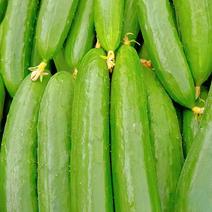 新鲜油皮绿瓤黄瓜大量供应产地一手货源全国发货