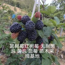 黑树莓红树莓无刺黑泡蓝莓苗……
