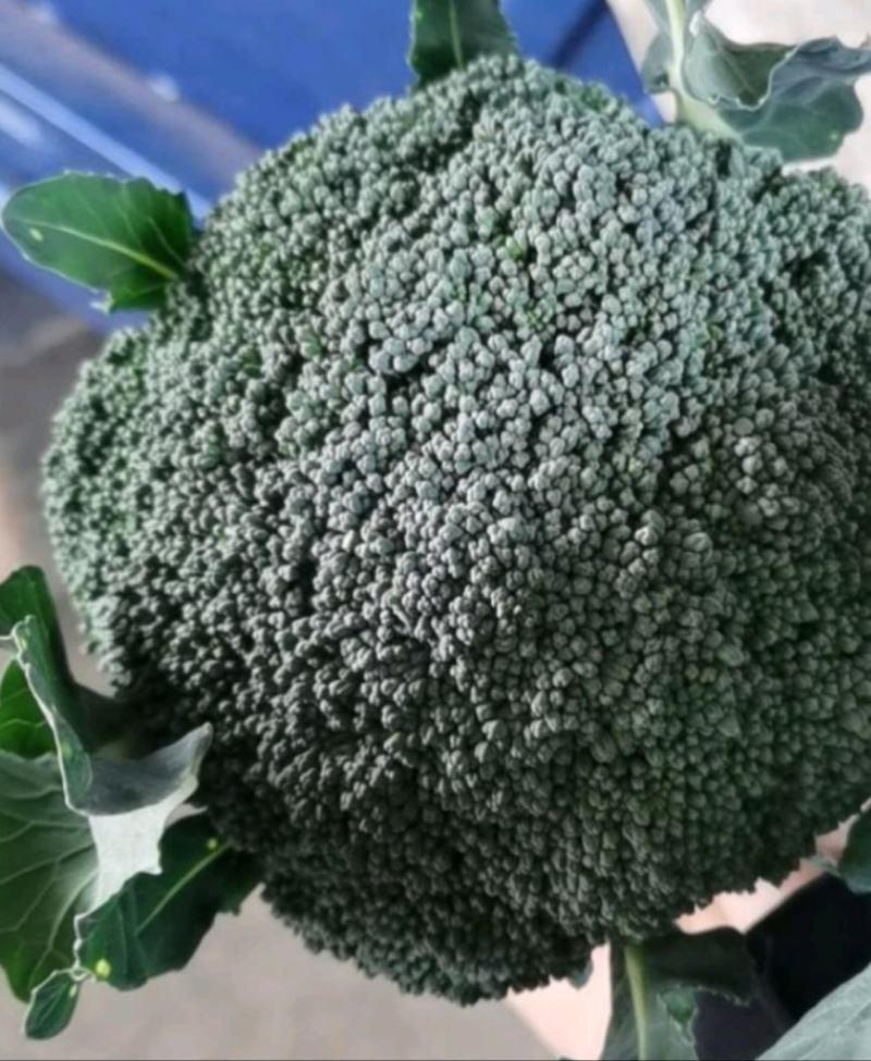 坝上西兰花