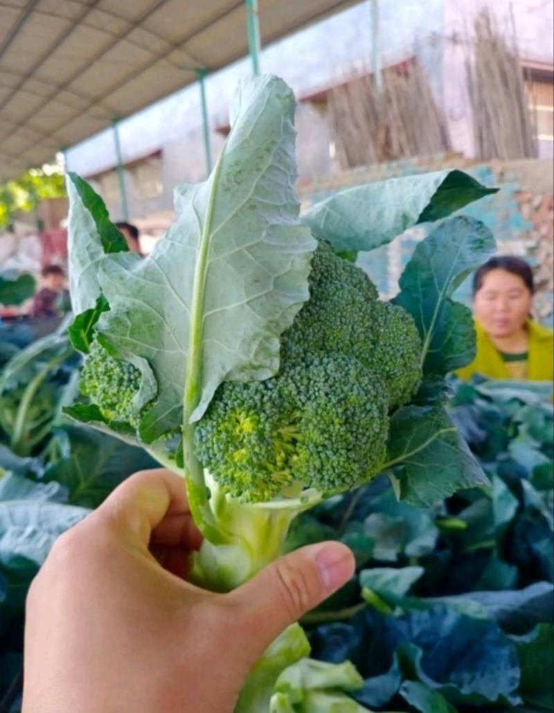 坝上西兰花