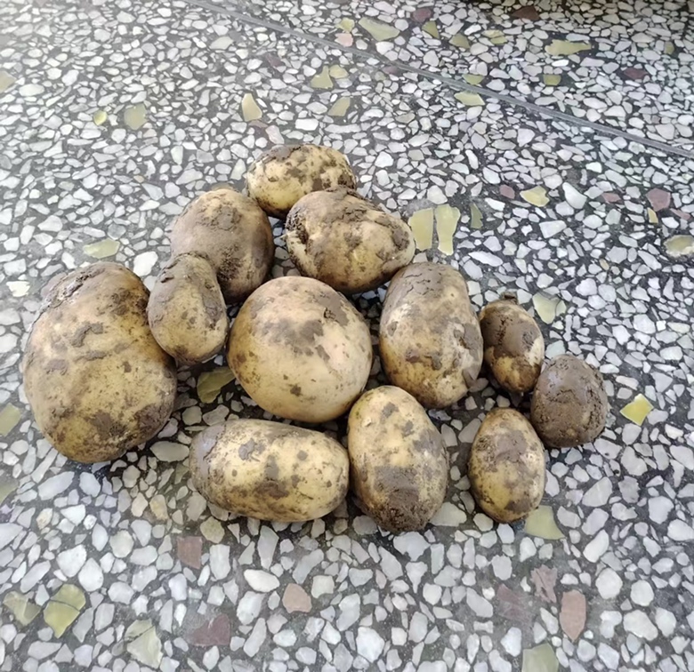 左侧为典型的垆土剖面,显示深厚的黏重土层,颜色偏红褐,结构紧密,含有少量石灰结核;右侧为沙土剖面,颗粒粗大,呈淡黄色,层次分明,透水性强;中间标注‘温县核心产区’地理标识 垆土与沙土土壤剖面对比示意图