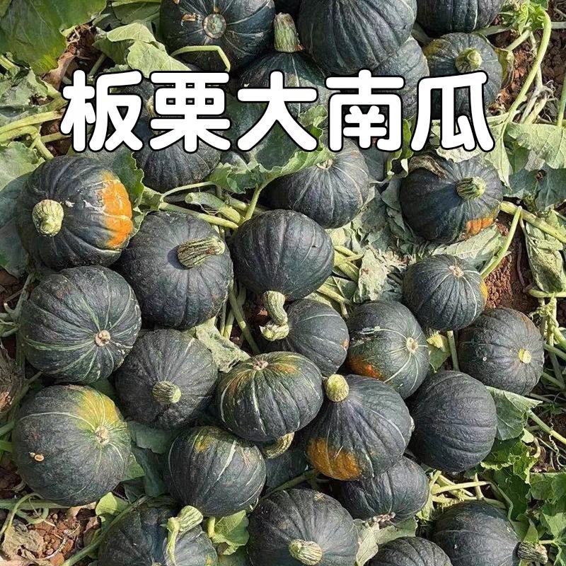 板栗南瓜，贝贝南瓜大量有货，产地供应，一条龙服务，