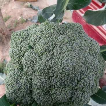 西兰花3指根