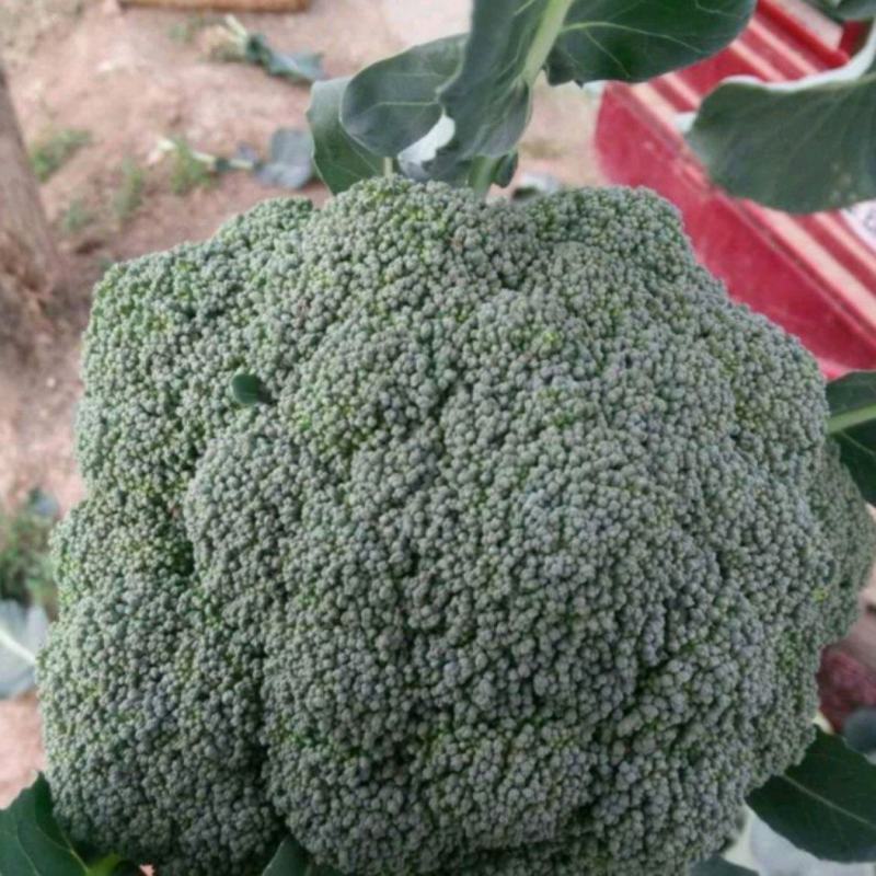 西兰花3指根