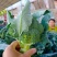 西兰花3指根