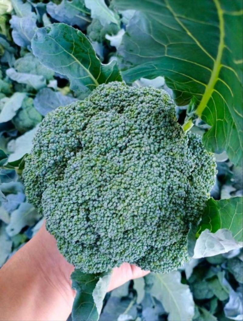 西兰花3指根