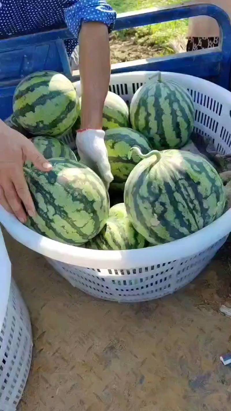 宜城美都西瓜种子一手货源量大从优个大脆甜多汁