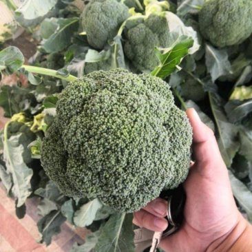 张北西兰花产地直供耐寒优秀西兰花
