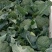3指根精品西兰花代办