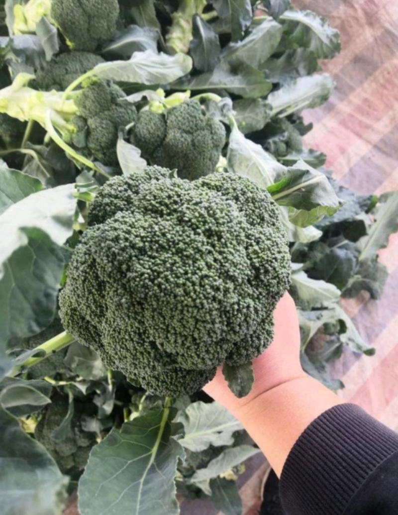 3指根精品西兰花代办