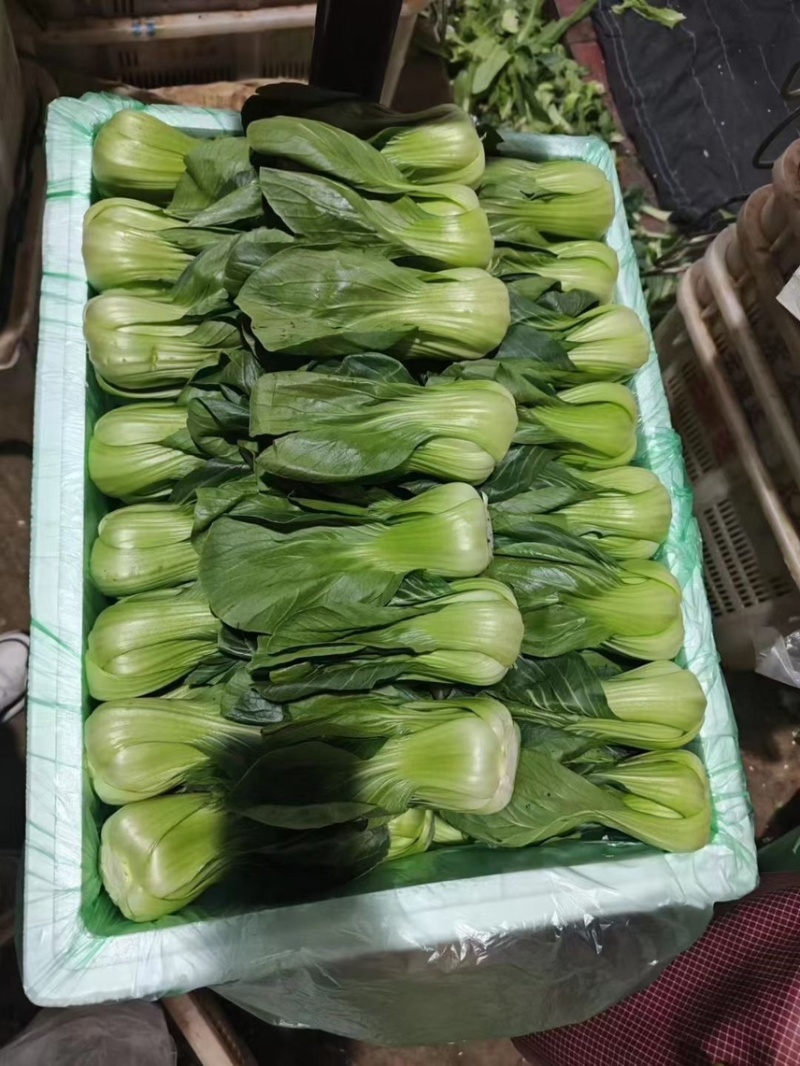 各种蔬菜