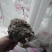 新鲜雪莲
