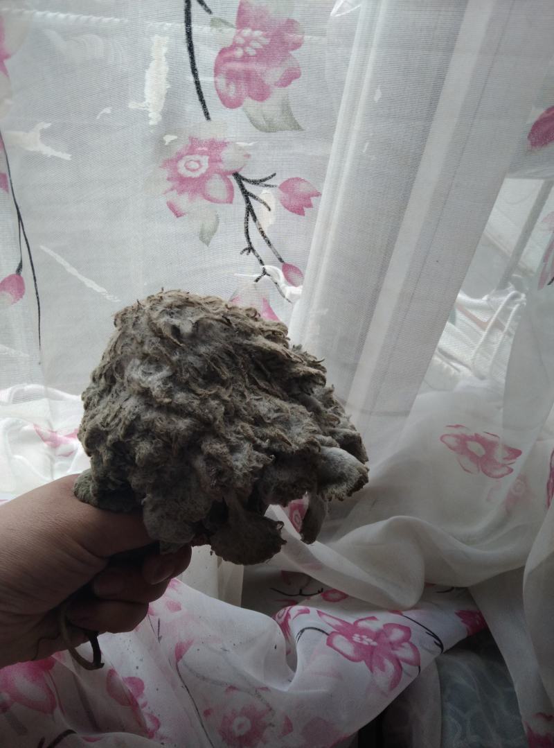 新鲜雪莲