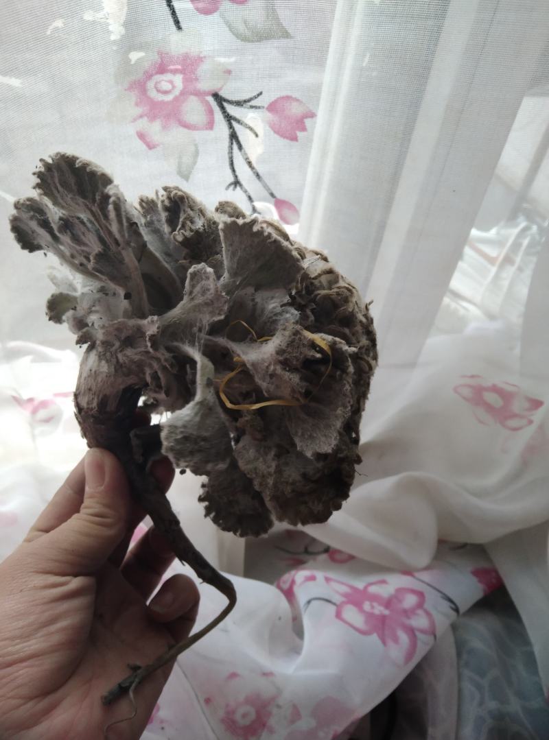 新鲜雪莲