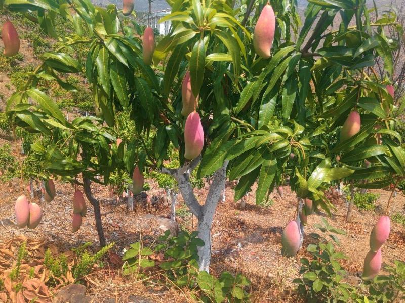 红象牙芒果晚熟象牙芒果