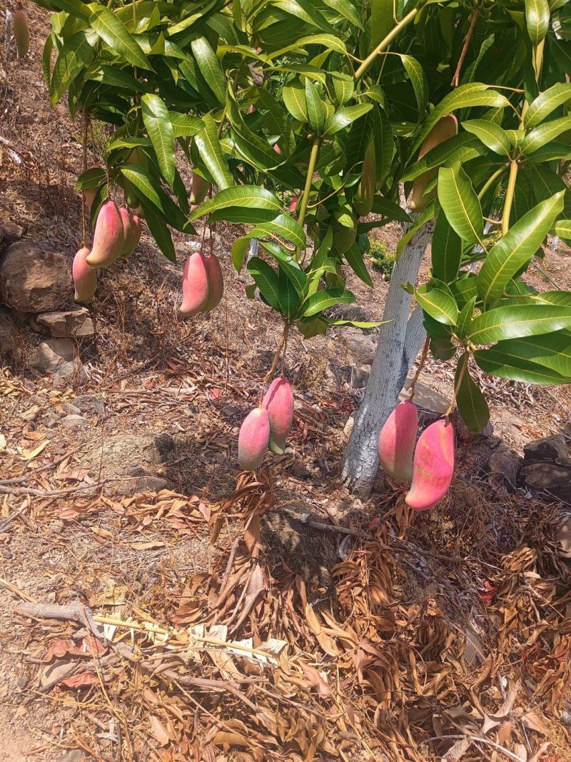 红象牙芒果晚熟象牙芒果