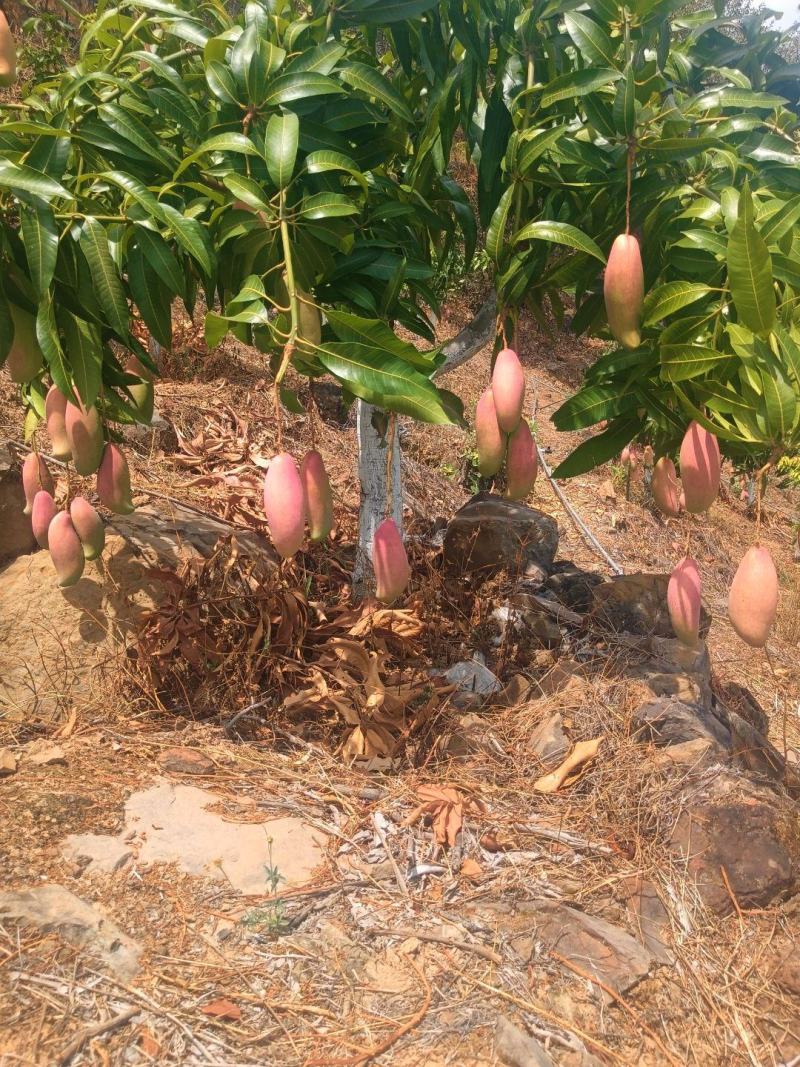 红象牙芒果晚熟象牙芒果
