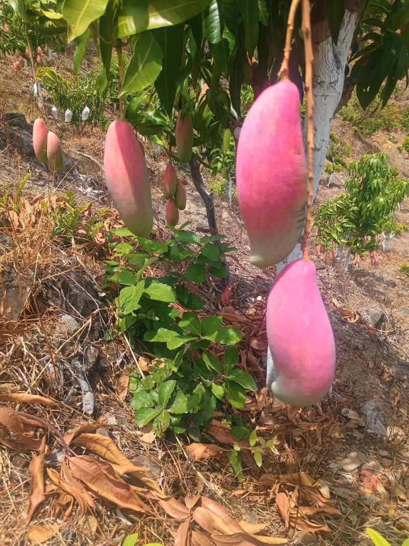 红象牙芒果晚熟象牙芒果