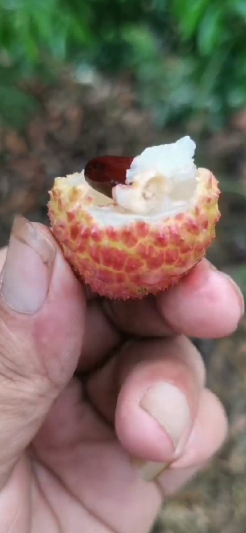 桂味