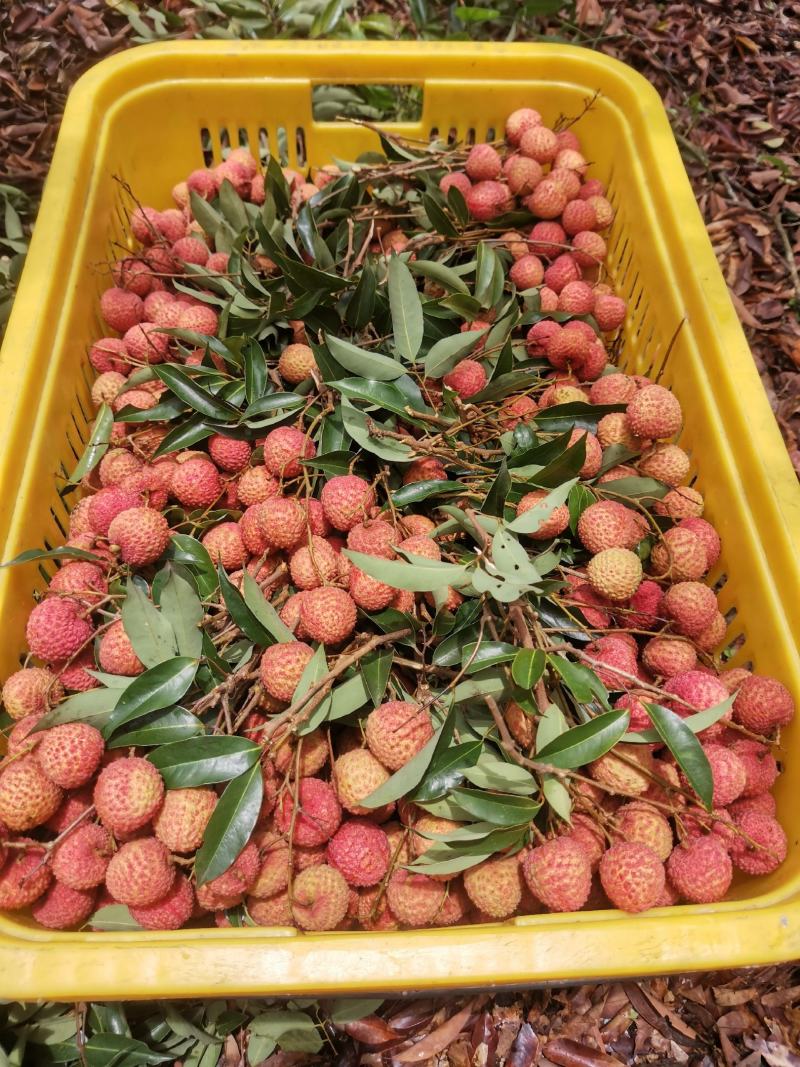桂味