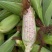 湖北，宜城花糯玉米，种植面积100亩左右，欢迎订购