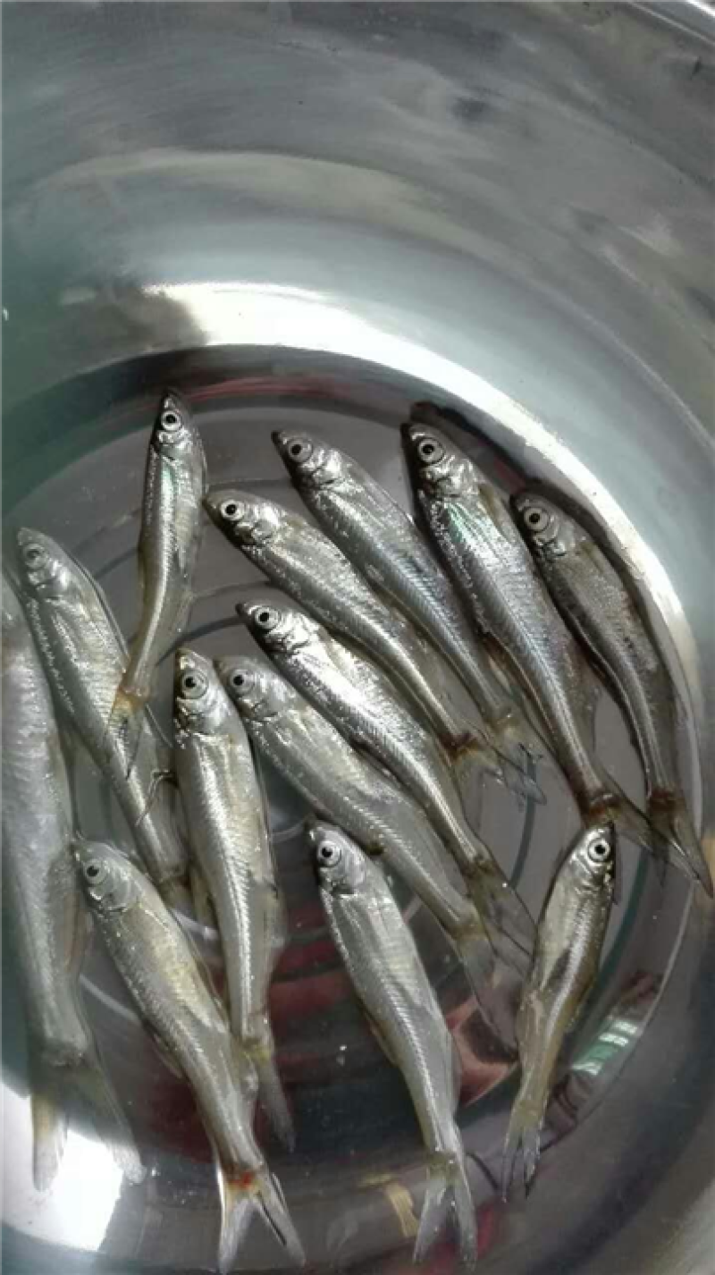 翘嘴鱼苗，高成活率淡水鱼渔场直供全国发货