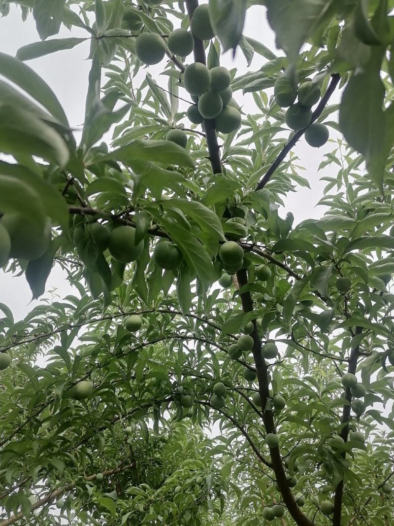 蜂糖李