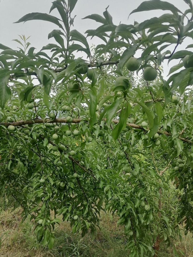 蜂糖李