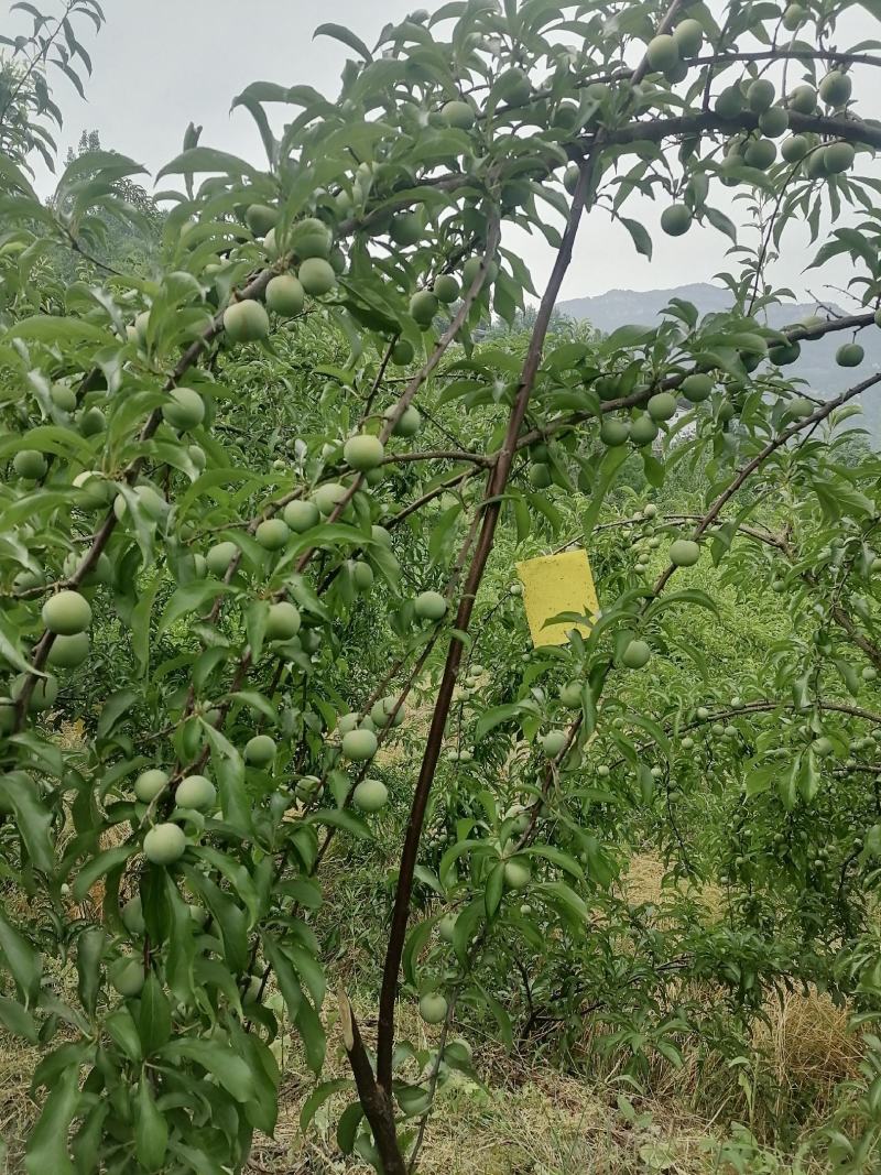 蜂糖李