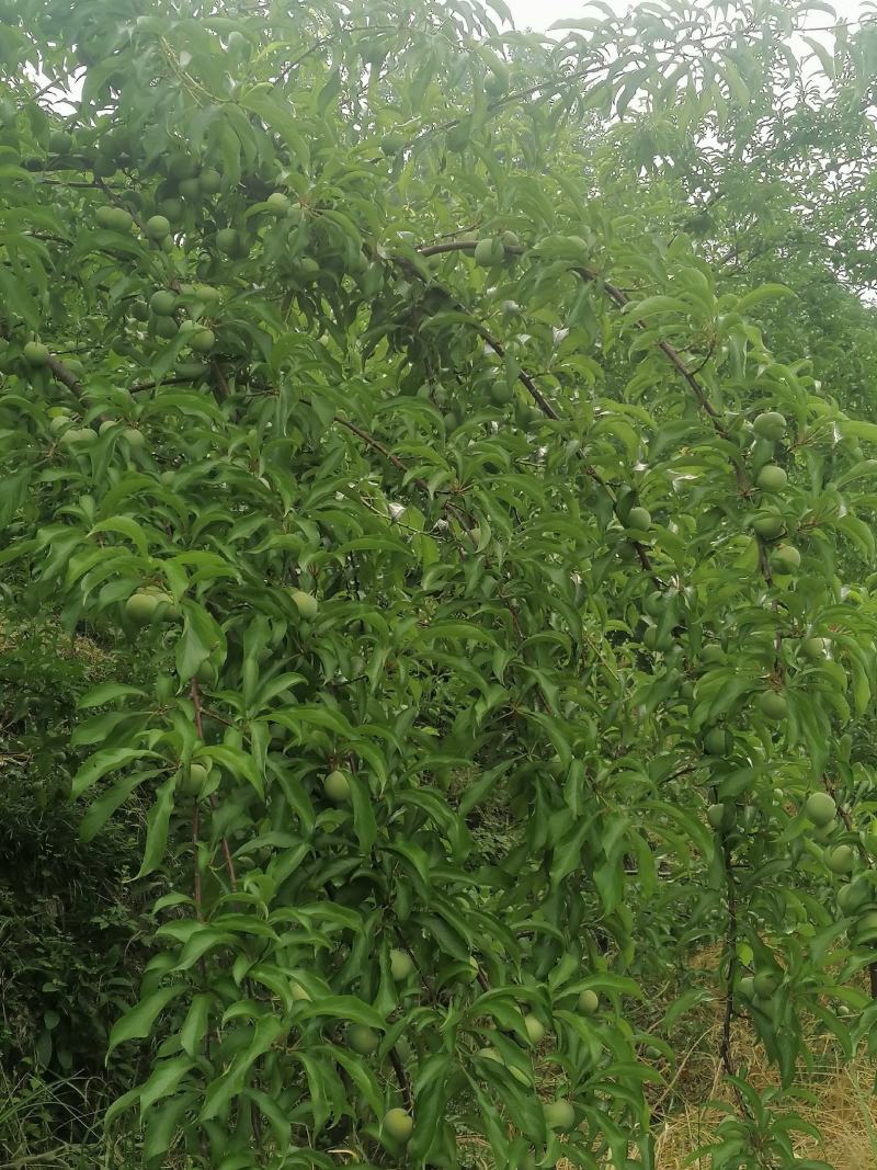 蜂糖李