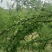蜂糖李