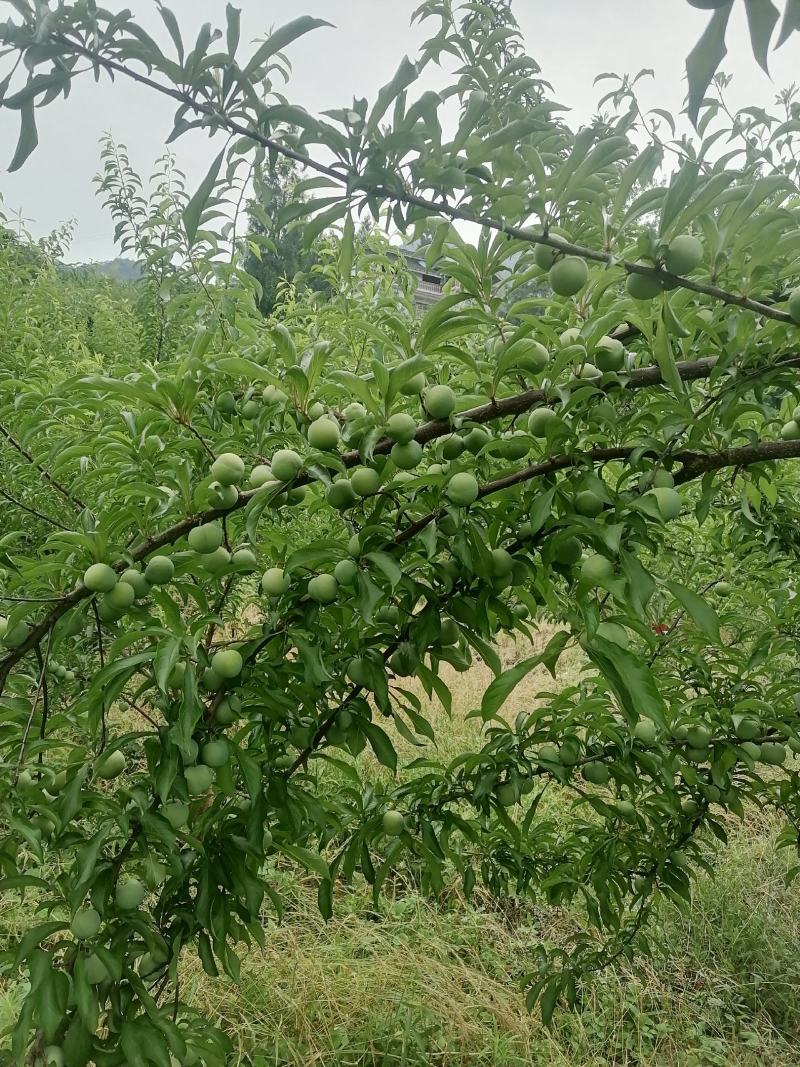 蜂糖李