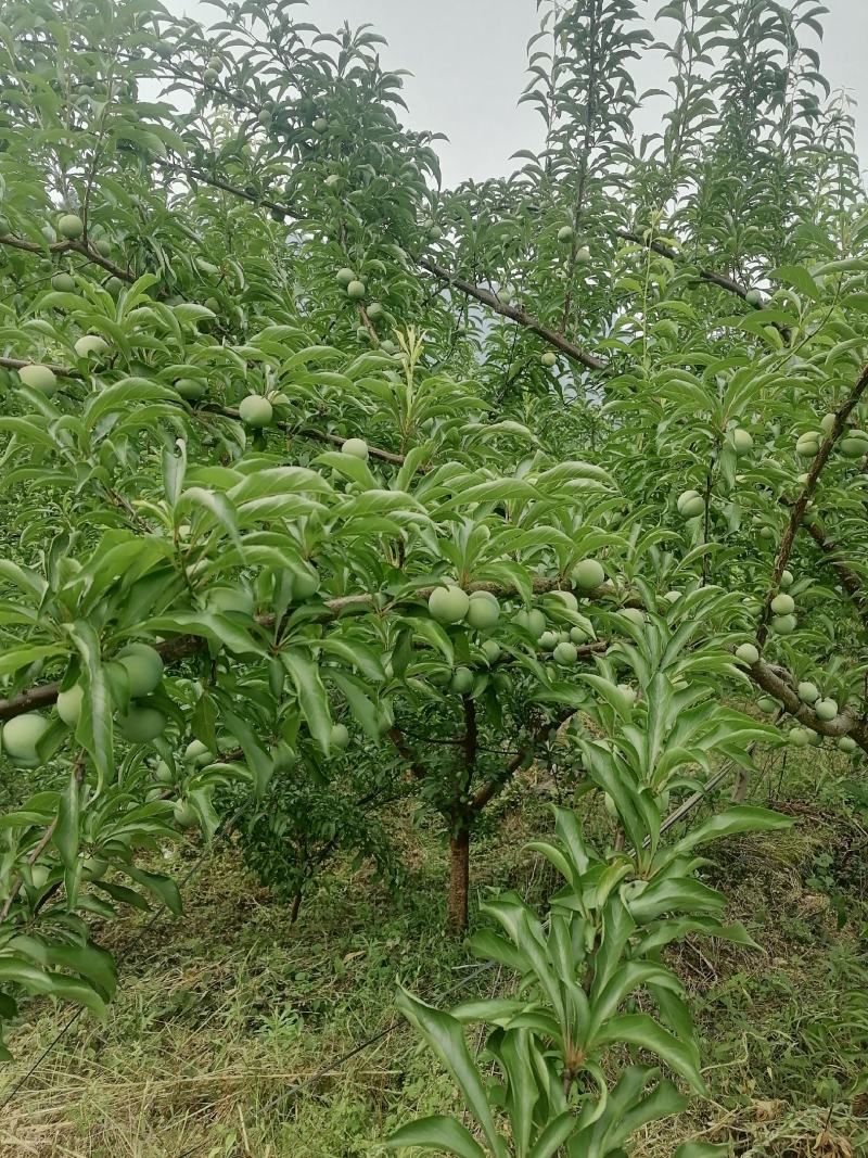 蜂糖李