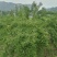 蜂糖李