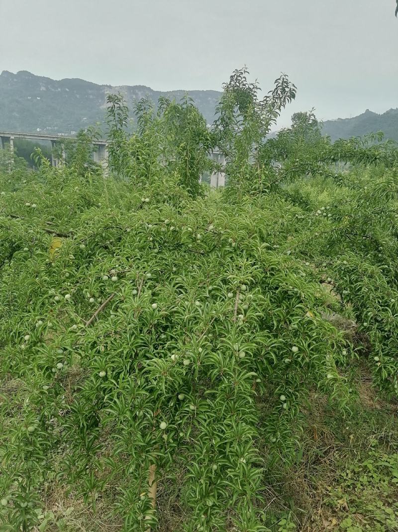 蜂糖李