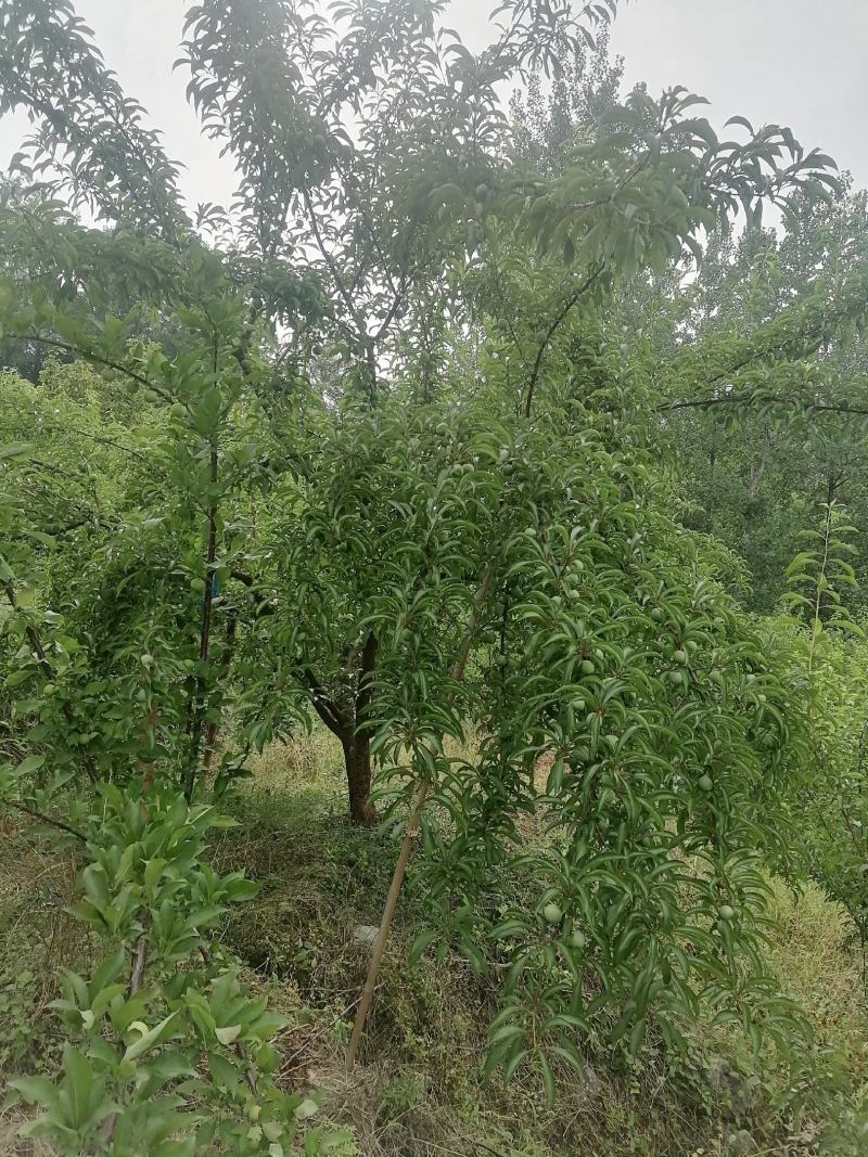 蜂糖李